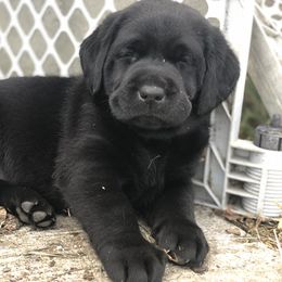 Labrador Retriever Puppies from Mahan Labs