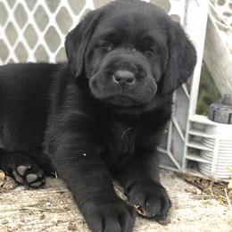 Labrador Retriever Puppies from Mahan Labs