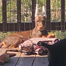 Boy 3 - Red and rust male Doberman Pinscher puppy in Santa Clarita, California from Riviera Dobermans