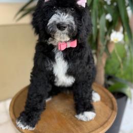 Luna - Black female Goldendoodle puppy in Miami, Florida from Jade’s Paws & Co. Of Miami LLC