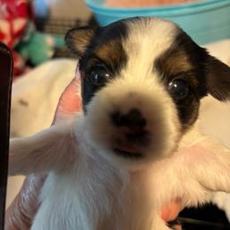 Bitsey - Parti female Yorkshire Terrier puppy in Brandenburg, Kentucky from Lil Amazing Paws Yorkshire Terriers