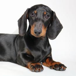 Archie - Black and tan male Dachshund puppy in Red Bud, Illinois from Midwest Miniature Dachshunds