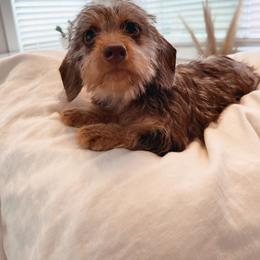 Frizzie - Dachshund