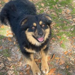 Rita - Black tri female Miniature Australian Shepherd puppy in Brooker, Florida from Triple Branch Aussies