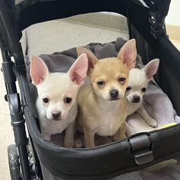 Chihuahua and Dachshund Puppies from Dachshund Family Love Breeders