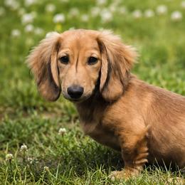ARMANI- AKC Import Lines - Cream male Dachshund puppy in Coweta, Oklahoma from Sunnyside Dachshunds