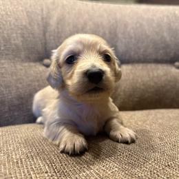 Larger Male - Cream male Dachshund puppy in Walla Walla Valley, Oregon from English Cream Dachshunds