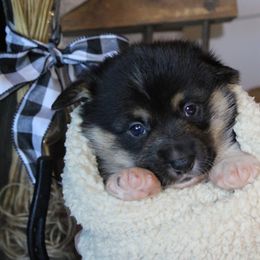 Winston - Black and tan male Pembroke Welsh Corgi puppy in Purcellville, Virginia from Rhone River Farm Pembroke Welsh Corgis
