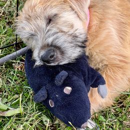 Soft Coated Wheaten Terrier Puppies from Karli Mueller
