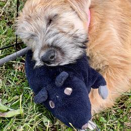Soft Coated Wheaten Terrier Puppies from Karli Mueller