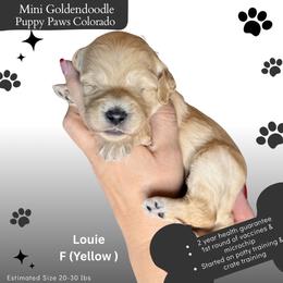 Lovie - Cream female Goldendoodle puppy in Fort Lupton, Colorado from Puppy Paws Colorado