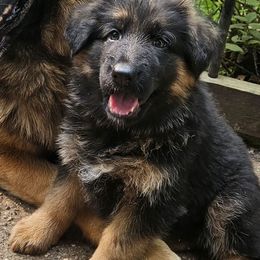 Teal - Black and red female German Shepherd puppy in Newaygo, Michigan from Sterley Shepherds