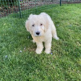 Goldendoodle Puppies from Pacific Goldendoodle, LLC