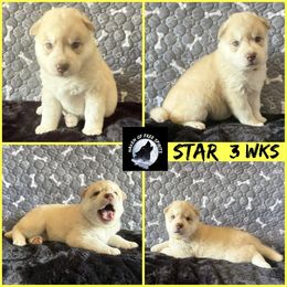 Star - Red and white female Siberian Husky puppy in Fairborn, Ohio from Haven of Free Spirits
