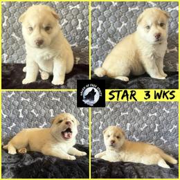 Star - Red and white female Siberian Husky puppy in Fairborn, Ohio from Haven of Free Spirits