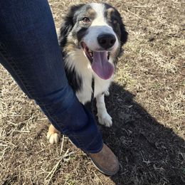 Hawk - Border Collie