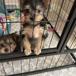 Maltipoo, Poodle, Yorkipoo, and Yorkshire Terrier Puppies from Boujie Pups