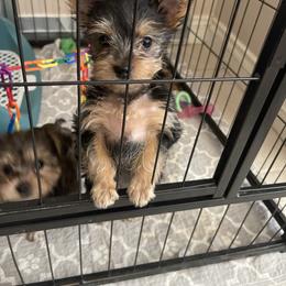 Maltipoo, Poodle, Yorkipoo, and Yorkshire Terrier Puppies from Boujie Pups