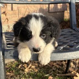Felix - Black and white male Border Collie puppy in Mckinney, Texas from Border Collies of Ruidoso