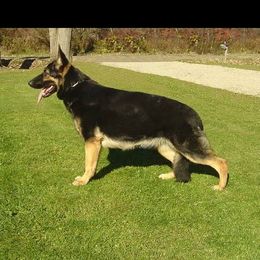 Kindi - German Shepherd