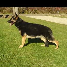 Kindi - German Shepherd