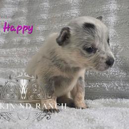 Happy - Blue female Australian Cattle Dog puppy in Silsbee, Texas from Rockin ND Ranch