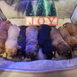 Goldendoodle Puppies from Samantha's Goldendoodles