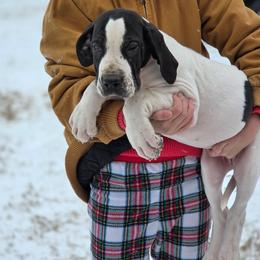 Fiona - Black and white female Great Dane puppy in Mineola, Texas from RC Ranch Great Danes And Cane Corsos