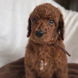 Noah - Red  male Poodle puppy in Mount Vernon, Illinois from AMC Poodles