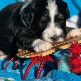 Aussiedoodle, Bernedoodle, Cockapoo, and Goldendoodle Puppies from Puppy Love Doodles