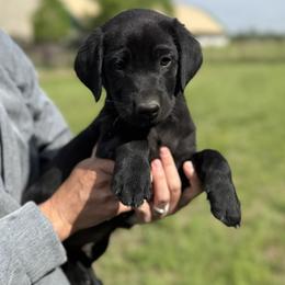 Orange - Black male Labrador Retriever puppy in Derby, Kansas from Wheatland Retrievers