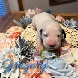 Gregory - White and black male Dalmatian puppy in Mount Vernon, Missouri from Spots & Spirals