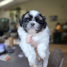 Joker - Tricolor male Shih Tzu puppy in Fairfield County, Ohio from Wandering Tzu
