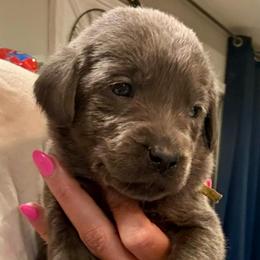 Yellow- Charcoal Female - Charcoal female Dilute Retriever puppy in Marion, Illinois from Summer Lovin’ Labradors of Southern Illinois