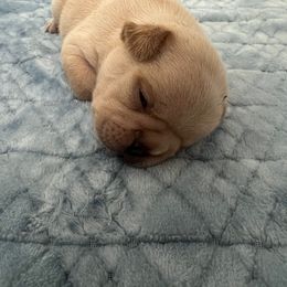 French Bulldog Puppies from Lazy Daisy