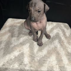 Aiya aka peach (peach fuzz) - Blue female Peruvian Inca Orchid puppy in Atlanta, Georgia from La Siren