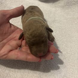 Boy 1 - male Chesapeake Bay Retriever puppy in Las Vegas, Nevada from Birdsview Chesapeake Kennel