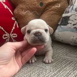 Pebble - Cream male French Bulldog puppy in New Waverly, Texas from C.P. Puppy Buddies