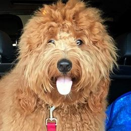 Goldendoodles from Riverbend Mini and Standard Goldendoodles