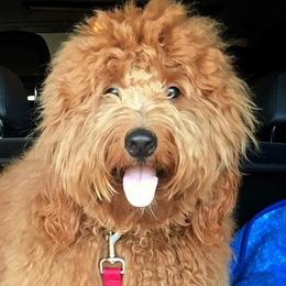 Goldendoodles from Riverbend Mini and Standard Goldendoodles