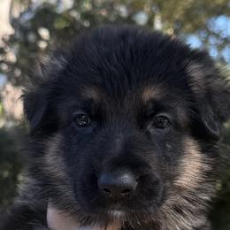 Ophelia - Black and tan female German Shepherd puppy in Central Florida, Florida from Vom Furstenhund