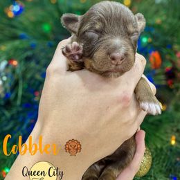 Cobbler (blue) - Red tri-color female Australian Shepherd puppy in Falmouth, Kentucky from Queen City Farm