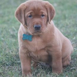Blue Collar - Yellow male Labrador Retriever puppy in Capron, Virginia from Triple Creek Kennel