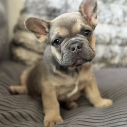 French Bulldog Puppies from Cert. Frenchies