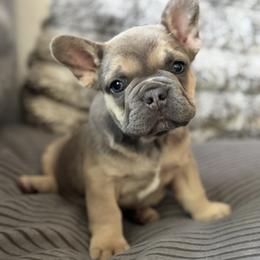French Bulldog Puppies from Cert. Frenchies