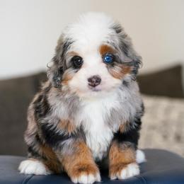 Han - Tri-color male Bernedoodle puppy in Dundee, Ohio from Down Home Doodle