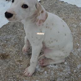 Hickory Hua - White and lemon male Dalmatian puppy in Conrath, Wisconsin from JSF Dalmatians LLC