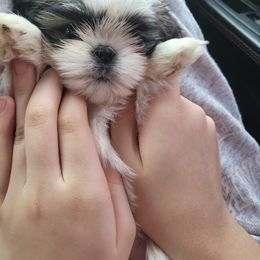 Shih Tzu Puppies from Jannete's Shih Tzus