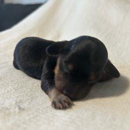 Brady - Black and tan male Dachshund puppy in Sebring, Florida from Mini Weenies