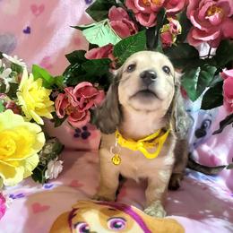 Dachshund Puppies from CLARK'S BREEDING PROGRAM